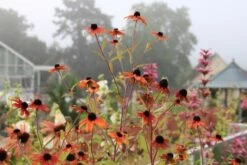 New German Style (Wundervolle Wildstaudenpracht) -Grün Raum Verkaufsgeschäft 2002441 New 20German 20Style Wundervolle 20Wildstaudenpracht 16