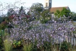 New German Style (Wundervolle Wildstaudenpracht) -Grün Raum Verkaufsgeschäft 2002441 New 20German 20Style Wundervolle 20Wildstaudenpracht 6