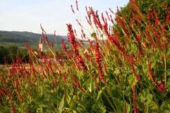 New German Style (Wundervolle Wildstaudenpracht) -Grün Raum Verkaufsgeschäft 2002441 New 20German 20Style Wundervolle 20Wildstaudenpracht 7