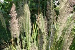 New German Style (Wundervolle Wildstaudenpracht) -Grün Raum Verkaufsgeschäft 2002441 New 20German 20Style Wundervolle 20Wildstaudenpracht 8