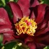 Paeonia Itoh-Hybride 'Dark Eyes' (Intersektionelle Pfingstrose)