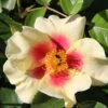 Rose 'Queen Of Sheba' (Persische Rose)
