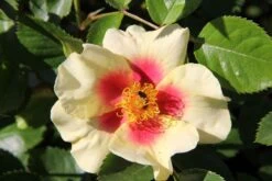 Rose 'Queen Of Sheba' (Persische Rose)