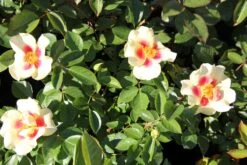 Rose 'Queen Of Sheba' (Persische Rose) -Grün Raum Verkaufsgeschäft 2002542 Rose 20Queen 20of 20Sheba Persische 20Rose 3