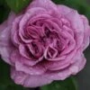 Rose 'Lavender Ice' (Zwergrose | Patiorose)