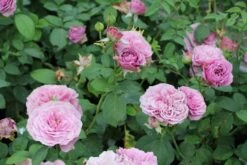 Grün Raum Verkaufsgeschäft -Grün Raum Verkaufsgeschäft 2002547 Rose 20Lavender 20Ice Zwergrose 20 20Patiorose 2