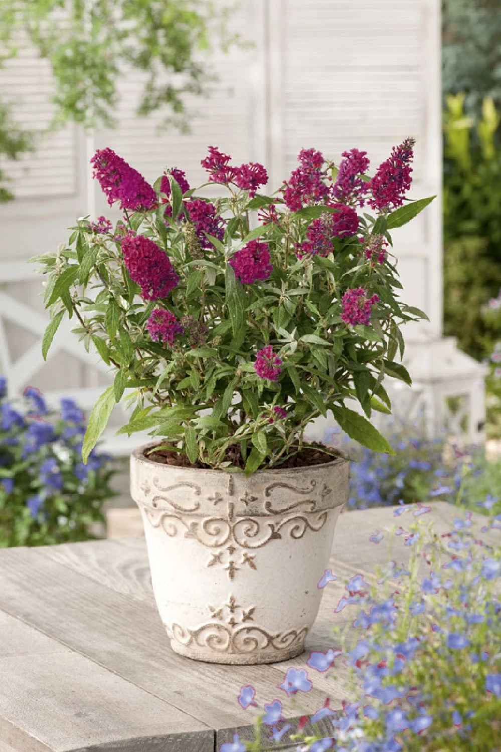 Buddleja Buzz® 'Velvet' (Zwerg-Sommerflieder) 1 Buddleja Buzz® 'Velvet' (Zwerg-Sommerflieder)