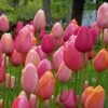 Tulpenmischung 'French Blend Rose' ™ (Garten-Tulpenmischung)