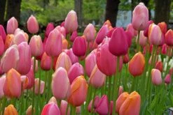 Tulpenmischung 'French Blend Rose' ™ (Garten-Tulpenmischung)