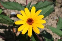 Summer Of Love (Belebende Flower Power Für Ihren Garten!) -Grün Raum Verkaufsgeschäft 2002767 Summer 20of 20Love Belebende 20Flower 20Power 20fuer 20Ihren 20Garten 12