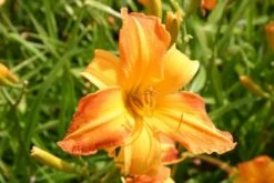 Summer Of Love (Belebende Flower Power Für Ihren Garten!) -Grün Raum Verkaufsgeschäft 2002767 Summer 20of 20Love Belebende 20Flower 20Power 20fuer 20Ihren 20Garten 13