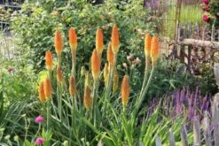 Summer Of Love (Belebende Flower Power Für Ihren Garten!) -Grün Raum Verkaufsgeschäft 2002767 Summer 20of 20Love Belebende 20Flower 20Power 20fuer 20Ihren 20Garten 14