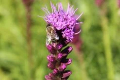 Summer Of Love (Belebende Flower Power Für Ihren Garten!) -Grün Raum Verkaufsgeschäft 2002767 Summer 20of 20Love Belebende 20Flower 20Power 20fuer 20Ihren 20Garten 15