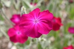 Summer Of Love (Belebende Flower Power Für Ihren Garten!) -Grün Raum Verkaufsgeschäft 2002767 Summer 20of 20Love Belebende 20Flower 20Power 20fuer 20Ihren 20Garten 16