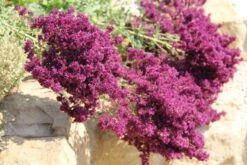 Summer Of Love (Belebende Flower Power Für Ihren Garten!) -Grün Raum Verkaufsgeschäft 2002767 Summer 20of 20Love Belebende 20Flower 20Power 20fuer 20Ihren 20Garten 18