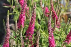 Summer Of Love (Belebende Flower Power Für Ihren Garten!) -Grün Raum Verkaufsgeschäft 2002767 Summer 20of 20Love Belebende 20Flower 20Power 20fuer 20Ihren 20Garten 19