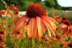 Summer Of Love (Belebende Flower Power Für Ihren Garten!) -Grün Raum Verkaufsgeschäft 2002767 Summer 20of 20Love Belebende 20Flower 20Power 20fuer 20Ihren 20Garten 4