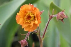 Summer Of Love (Belebende Flower Power Für Ihren Garten!) -Grün Raum Verkaufsgeschäft 2002767 Summer 20of 20Love Belebende 20Flower 20Power 20fuer 20Ihren 20Garten 7