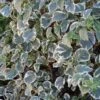 Hydrangea Petiolaris 'Silver Lining' (Kletterhortensie)