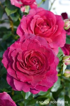 Rose 'Laudatio' (Beetrose)