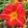 Hemerocallis 'Fiesta Cubana' (Großblumige Taglilie)