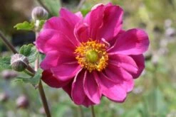 Farbenfrohes Sommerbeet (Leicht Erweiterbare Blütenfreude) -Grün Raum Verkaufsgeschäft 2003047 Farbenfrohes 20Sommerbeet Leicht 20erweiterbare 20Bluetenfreude 3