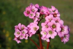 Farbenfrohes Sommerbeet (Leicht Erweiterbare Blütenfreude) -Grün Raum Verkaufsgeschäft 2003047 Farbenfrohes 20Sommerbeet Leicht 20erweiterbare 20Bluetenfreude 5