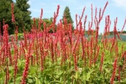 Farbenfrohes Sommerbeet (Leicht Erweiterbare Blütenfreude) -Grün Raum Verkaufsgeschäft 2003047 Farbenfrohes 20Sommerbeet Leicht 20erweiterbare 20Bluetenfreude 6