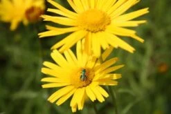 Farbenfrohes Sommerbeet (Leicht Erweiterbare Blütenfreude) -Grün Raum Verkaufsgeschäft 2003047 Farbenfrohes 20Sommerbeet Leicht 20erweiterbare 20Bluetenfreude 8