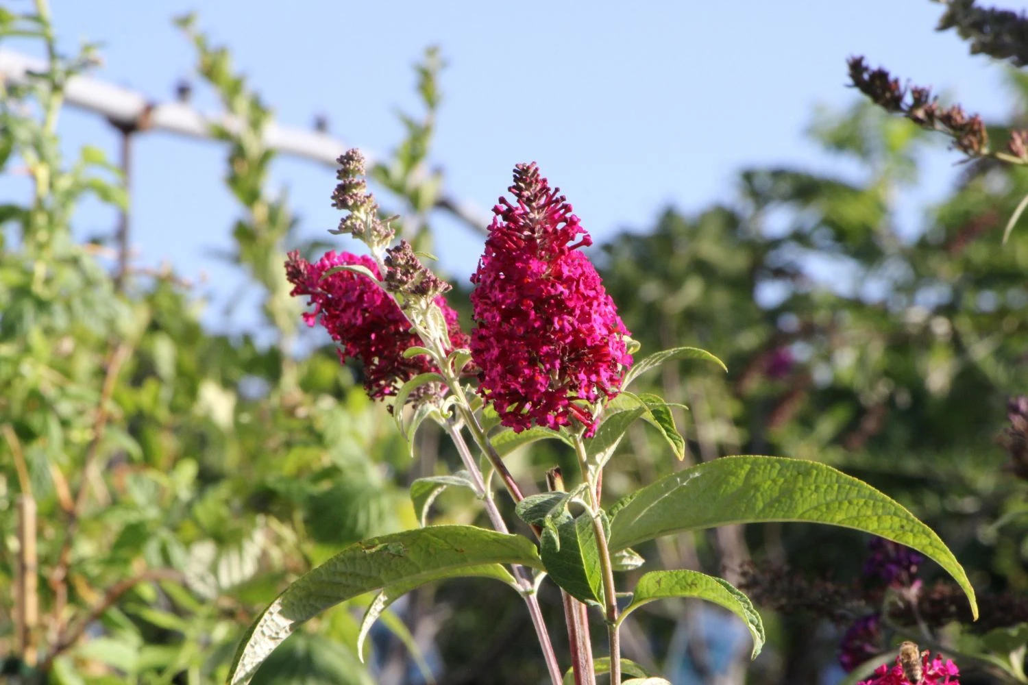 Buddleja Davidii 'Funky Fuchsia' (Sommerflieder) 1 Buddleja Davidii 'Funky Fuchsia' (Sommerflieder)