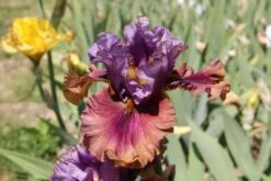 Iris Barbata-Elatior 'Nelly Tardivier' (Hohe Bartschwertlilie)