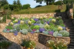 Das Hangbeet (Clevere Bepflanzung Für Schräge Flächen)