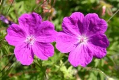 Das Hangbeet (Clevere Bepflanzung Für Schräge Flächen) -Grün Raum Verkaufsgeschäft 2003344 Das 20Hangbeet Clevere 20Bepflanzung 20fuer 20schraege 20Flaechen 11