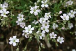 Das Hangbeet (Clevere Bepflanzung Für Schräge Flächen) -Grün Raum Verkaufsgeschäft 2003344 Das 20Hangbeet Clevere 20Bepflanzung 20fuer 20schraege 20Flaechen 12