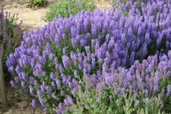 Das Hangbeet (Clevere Bepflanzung Für Schräge Flächen) -Grün Raum Verkaufsgeschäft 2003344 Das 20Hangbeet Clevere 20Bepflanzung 20fuer 20schraege 20Flaechen 15