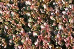 Das Hangbeet (Clevere Bepflanzung Für Schräge Flächen) -Grün Raum Verkaufsgeschäft 2003344 Das 20Hangbeet Clevere 20Bepflanzung 20fuer 20schraege 20Flaechen 17