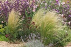 Das Hangbeet (Clevere Bepflanzung Für Schräge Flächen) -Grün Raum Verkaufsgeschäft 2003344 Das 20Hangbeet Clevere 20Bepflanzung 20fuer 20schraege 20Flaechen 19