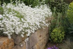 Das Hangbeet (Clevere Bepflanzung Für Schräge Flächen) -Grün Raum Verkaufsgeschäft 2003344 Das 20Hangbeet Clevere 20Bepflanzung 20fuer 20schraege 20Flaechen 7