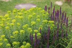 Das Hangbeet (Clevere Bepflanzung Für Schräge Flächen) -Grün Raum Verkaufsgeschäft 2003344 Das 20Hangbeet Clevere 20Bepflanzung 20fuer 20schraege 20Flaechen 9