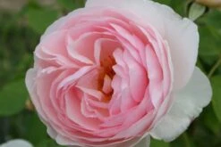 Rosige Aussichten (Ein Sitzplatz Im Zeichen Der Königin Der Blumen) -Grün Raum Verkaufsgeschäft 2003345 Rosige 20Aussichten Ein 20Sitzplatz 20im 20Zeichen 20der 20Koenigin 20der 20Blumen 4