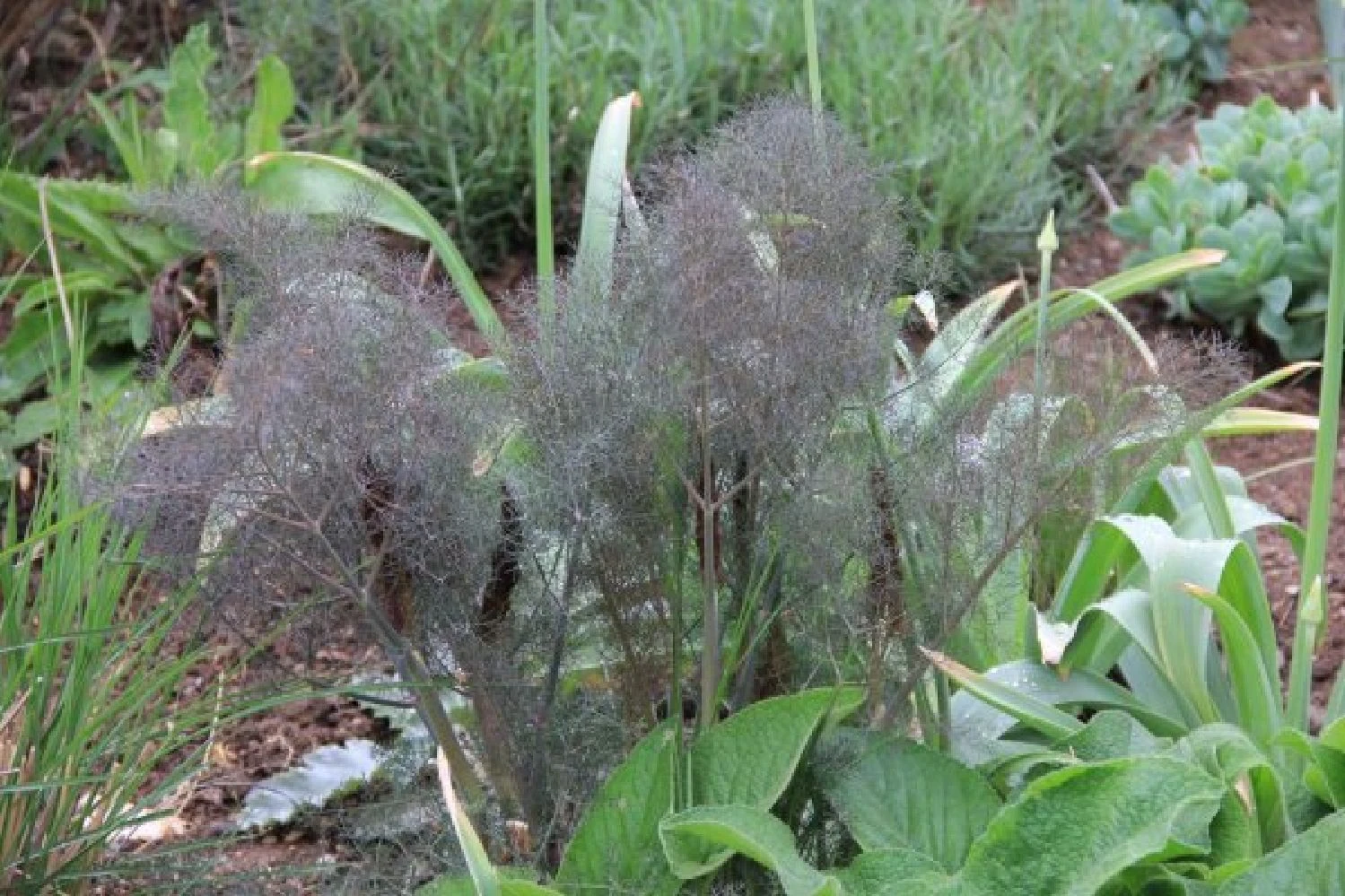 Rosige Aussichten (Ein Sitzplatz Im Zeichen Der Königin Der Blumen) – Bild 5