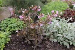 Rosige Aussichten (Ein Sitzplatz Im Zeichen Der Königin Der Blumen) -Grün Raum Verkaufsgeschäft 2003345 Rosige 20Aussichten Ein 20Sitzplatz 20im 20Zeichen 20der 20Koenigin 20der 20Blumen 7