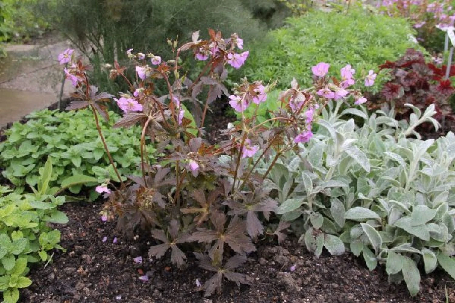 Rosige Aussichten (Ein Sitzplatz Im Zeichen Der Königin Der Blumen) – Bild 7