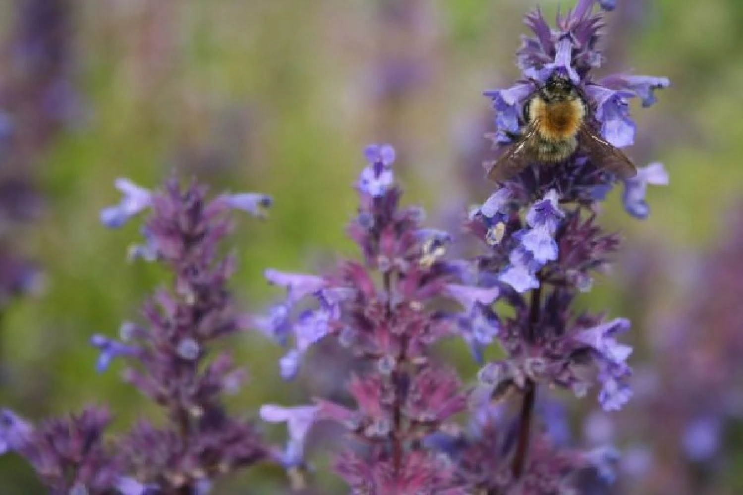 Rosige Aussichten (Ein Sitzplatz Im Zeichen Der Königin Der Blumen) – Bild 9
