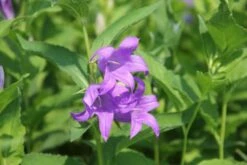 Charmantes Schattenbeet (Blüten-& Blattschmuck Für Lichtarme Gartenbereiche) -Grün Raum Verkaufsgeschäft 2003348 Charmantes 20Schattenbeet Blueten 20Blattschmuck 20fuer 20lichtarme 20Gartenbereiche 11