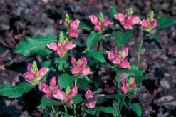 Charmantes Schattenbeet (Blüten-& Blattschmuck Für Lichtarme Gartenbereiche) -Grün Raum Verkaufsgeschäft 2003348 Charmantes 20Schattenbeet Blueten 20Blattschmuck 20fuer 20lichtarme 20Gartenbereiche 12