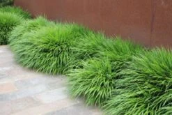 Charmantes Schattenbeet (Blüten-& Blattschmuck Für Lichtarme Gartenbereiche) -Grün Raum Verkaufsgeschäft 2003348 Charmantes 20Schattenbeet Blueten 20Blattschmuck 20fuer 20lichtarme 20Gartenbereiche 16