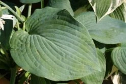 Charmantes Schattenbeet (Blüten-& Blattschmuck Für Lichtarme Gartenbereiche) -Grün Raum Verkaufsgeschäft 2003348 Charmantes 20Schattenbeet Blueten 20Blattschmuck 20fuer 20lichtarme 20Gartenbereiche 17