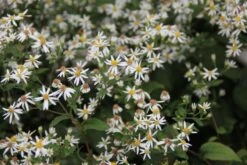 Charmantes Schattenbeet (Blüten-& Blattschmuck Für Lichtarme Gartenbereiche) -Grün Raum Verkaufsgeschäft 2003348 Charmantes 20Schattenbeet Blueten 20Blattschmuck 20fuer 20lichtarme 20Gartenbereiche 5