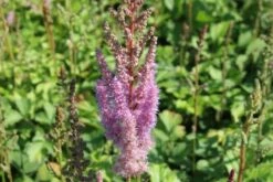 Charmantes Schattenbeet (Blüten-& Blattschmuck Für Lichtarme Gartenbereiche) -Grün Raum Verkaufsgeschäft 2003348 Charmantes 20Schattenbeet Blueten 20Blattschmuck 20fuer 20lichtarme 20Gartenbereiche 6